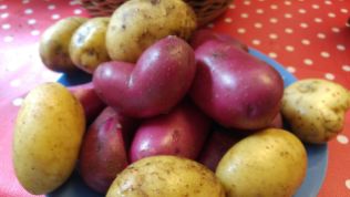 Kartoffelernte 2016: Linda & Rote Emmalie