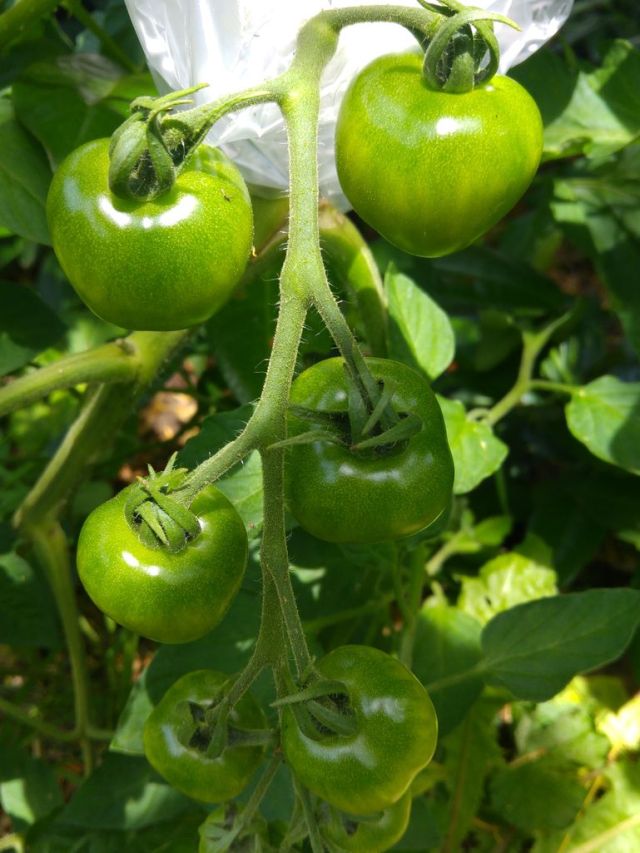 170714_tomatoes-harzfeuer-web